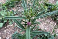 Misopates orontium