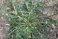 Lepidium coronopus