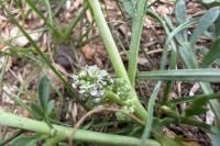 Lepidium coronopus