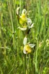Ophrys apifera