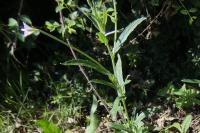Epilobium tetragonum