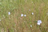 Linum usitatissimum