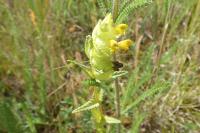 Rhinanthus minor