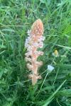 Orobanche minor