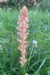 Orobanche minor