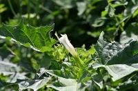 Datura stramonium