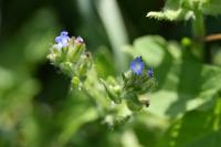 Lycopsis arvensis