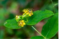 Hypericum androsaemum