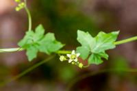 Bryonia dioica