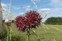 Allium vineale