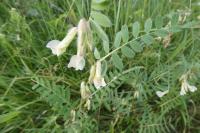 Vicia pannonica