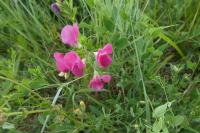 Lathyrus tuberosus