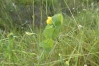 Lathyrus aphaca