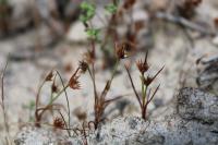 Juncus capitatus