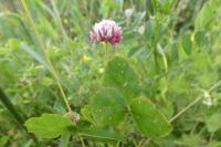 Trifolium hybridum