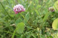 Trifolium hybridum
