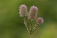 Trifolium arvense