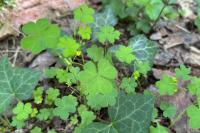 Oxalis