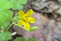 Oxalis