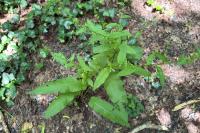 Rumex