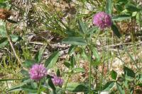 Trifolium pratense