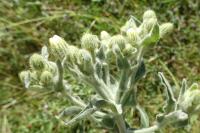 Andryala integrifolia