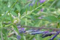 Vicia dasycarpa