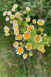 Tanacetum parthenium
