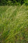 Trisetum flavescens