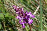 Dactylorhiza elata
