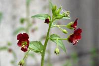Scrophularia peregrina