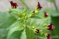Scrophularia peregrina
