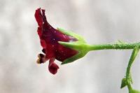 Scrophularia peregrina
