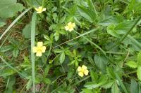 Potentilla erecta