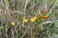 Hypericum pulchrum