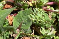 Urospermum dalechampii