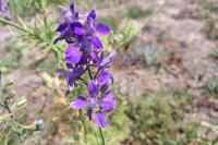 Delphinium ajacis