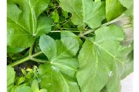 Heracleum sphondylium
