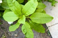 Phytolacca americana