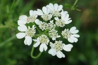 Orlaya grandiflora