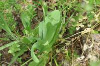 Bupleurum subovatum