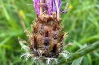 Centaurea decipiens