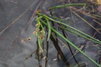 Juncus heterophyllus