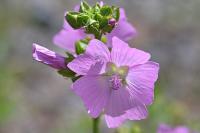 Malva moschata