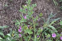 Malva sylvestris