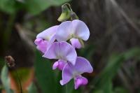 Lathyrus latifolius