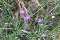 Agrostemma githago