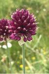 Allium sphaerocephalon