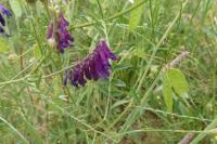 Vicia villosa
