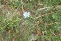 Linum usitatissimum